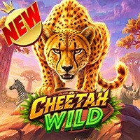 Cheetah Wild